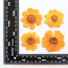 12PCS real Pressed dry Daisy Flower, yellow colors flower for art craft FSS10 2