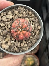 Astrophytum asterias Nishiki Variegata POT 6,5 CM On its own root RARE!!!