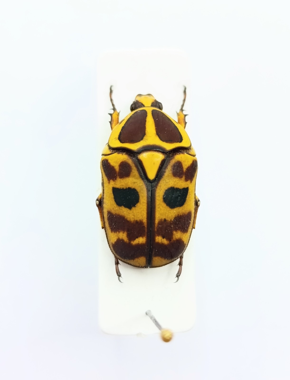 Entomology Taxidermy : Cetoniinae, Pachnoda  Ssp. 17mm+/-. A1