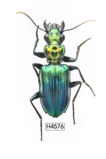 BEETLE, INSECT - H4576. Carabidae- SELDOM OFFER, VIETNAM