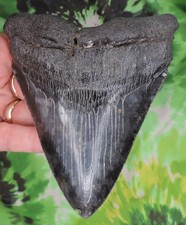 Megalodon Sharks Tooth 5