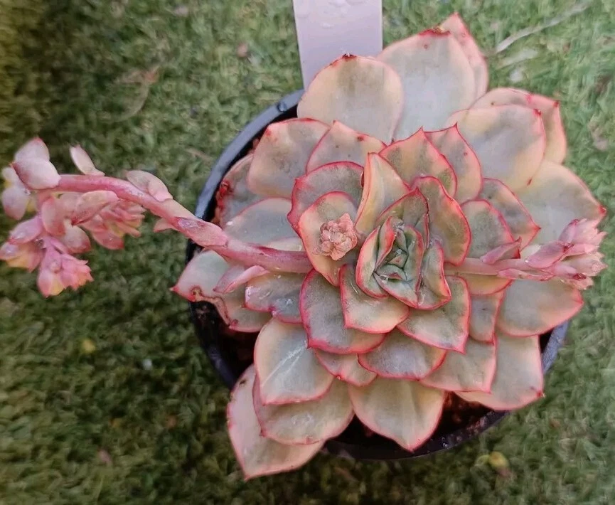 Echeveria Moon Gad Varnish Variegated, Large about 10cm Mature plant
Opens in a new window or tab