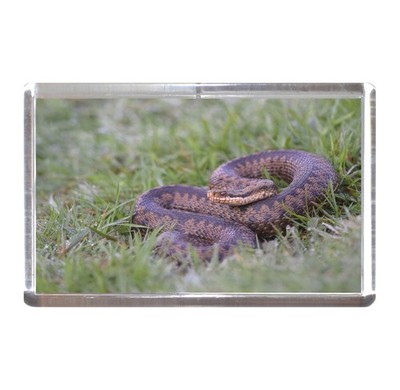 Kühlschrankmagnet: Adder Schlange Reptil Tier Wildtiere Natur