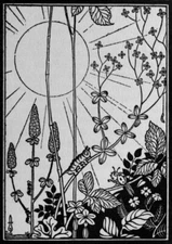 Boris Artzybasheff Cacinella 1922 Insect Sunlight Nature Art Deco Print