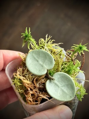 Hoya Mathilde Grey Fairy - bewurzelter Steckling - Rarität - sehr selten