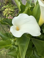 White Arum (Calla) Lily, Zantedeschia aethiopica, Bare Root - FREE