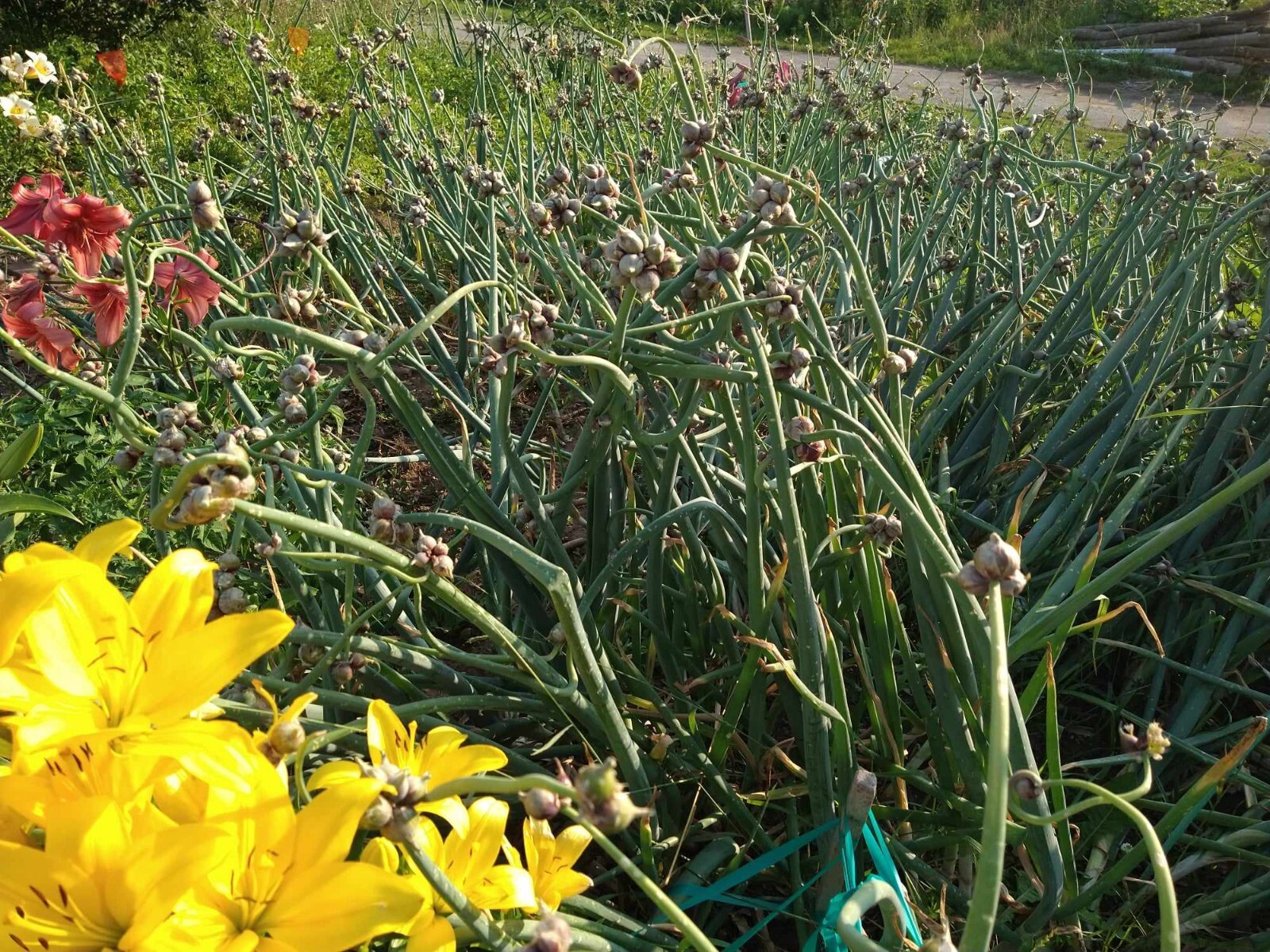 Egyptian Walking Onions 10 Bulbils from Top Sets Multiplier Onion