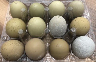 6 + 2 BC1 Olive Egger Hatching Eggs 