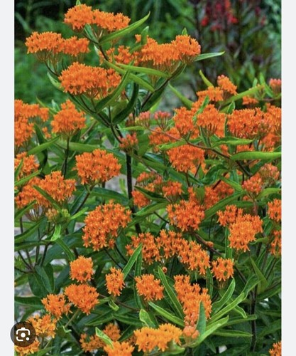 10 Butterfly Weed Plant Asclepias Tuberosa Perennial Bare Root Monarch Perennial - Picture 7 of 10