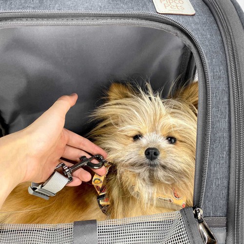 PIPCO PETS - Backpack Carrier for Dogs, Cats, Rabbits | Pet Travel Bag - Picture 11 of 17