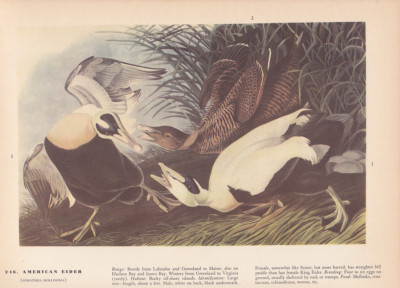 Audubon 1942 Vintage Birds #246 ''American Eider Duck'' Full Color Art Plate Litho