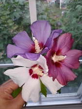 75+ Pink, Purple and White Rose of Sharon Seeds (Hibiscus syriacus, Aphr Althea)