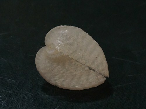 Corculum Cardissa 23.2 mm F+++ , nice COLOR, TINY gorgeous heart beauty WOW! - Foto 4 di 5