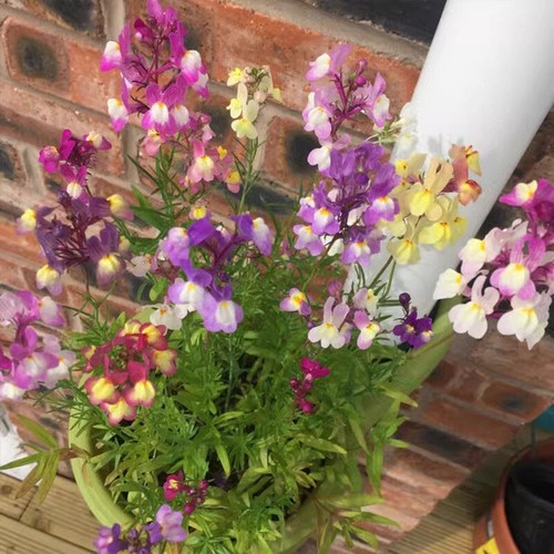 30 x Mix Common toadflax (Linaria vulgaris) native perennial wildflower ...