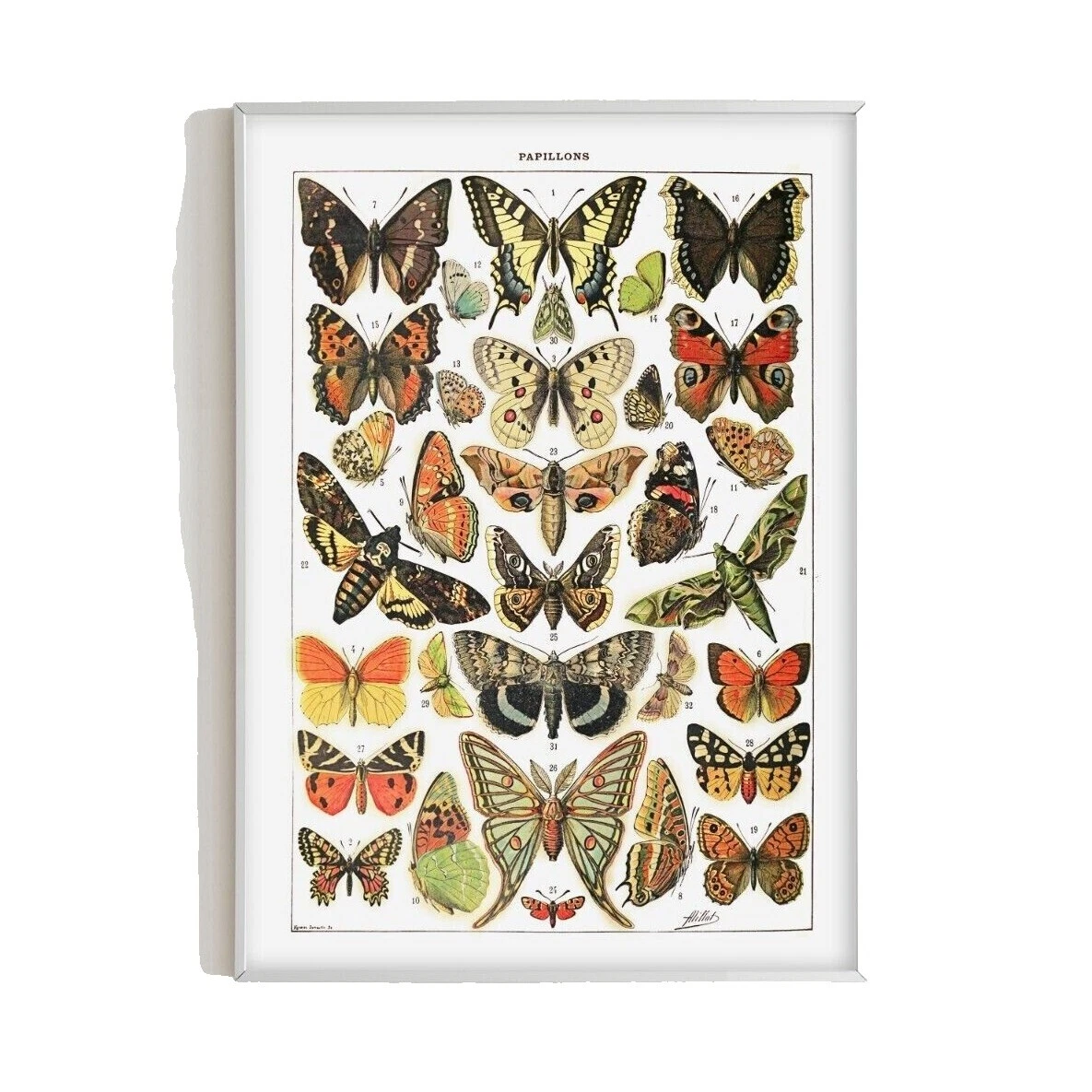 Vintage/Retro Botanical Home Décor Posters & Prints