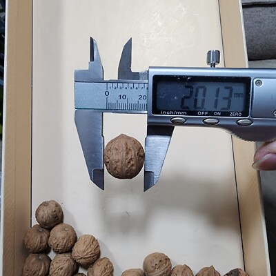 野生秋子核桃【33粒】文玩小众核桃【尺寸大约：20mm】Chinese