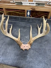 160” Wild Giant 13-pt Vermont Whitetail Rack Skull Taxidermy Antlers MUST SEE!!