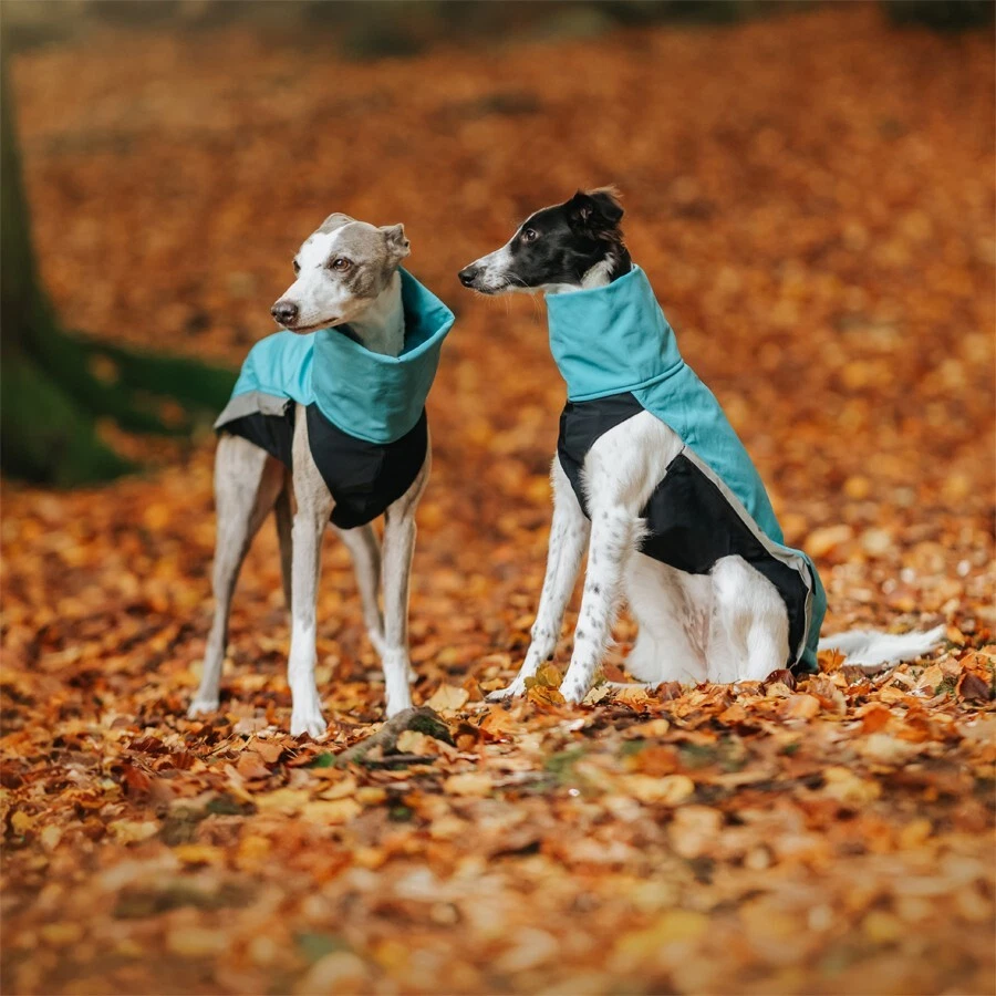 Sofshelljacke - Windhund Border Collie Shäfer Kelpie Whippet Jumper Pullover - Bild 3 von 4