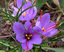 Rare Saffron Spice Crocus Bulbs - 10 Healthy Bulbs to Grow - Grow Saffron Spi...