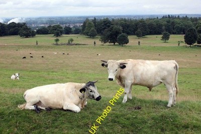 Foto A2 White Park Rinder auf Chirk Castle Bronygarth Blick nach Osten durch c2016