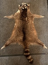 Waschbärfell gegerbt sehr weich , 2.Wahl 