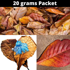 catappa leaves shrimp