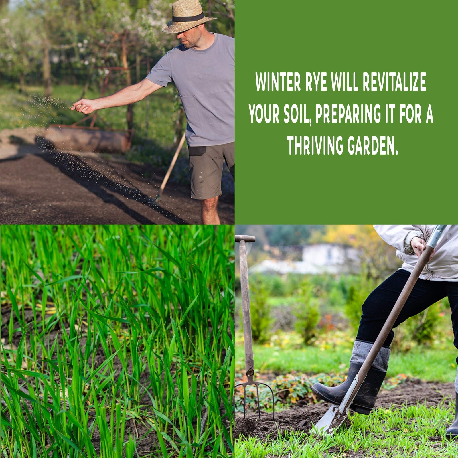 5 Lb Premium Winter Rye Cover Crop Non GMO Soil Boosting Seed for Gardens