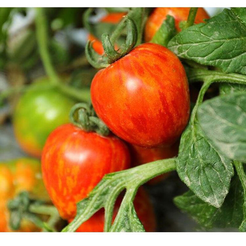 【レッチリとまと】 Red Torch - (F1) Tomato Seed | Johnny's Selected Seeds