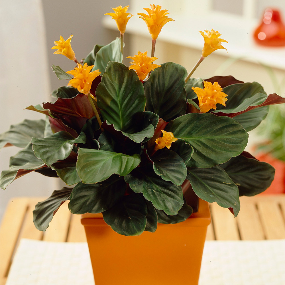 Calathea Crocata Houseplant - Vibrant 'Eternal Flame' Indoor Plant Potted 14cm
