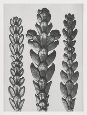 12699.Poster print.Room Wall design.1928 Blossfeldt plant macro art photography