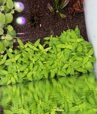 Staurogyne Repens Live Aquarium Plant Freshwater Tropical Beginner Species