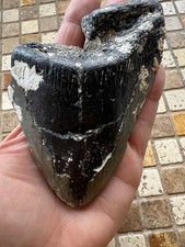 5.68” MEGALODON SHARK TOOTH,  Fossil