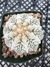 Astrophytum asterias Super Kabuto V Type Beautiful Pattern! 3 1/4 “ Pot