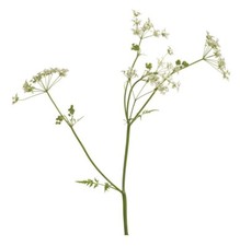 Arterner Caraway Culinary Spice Herb Premium Seed Packet