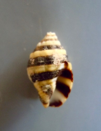 seashell Enzinopsis mendicaria RED SEA 10mm F+ - Picture 2 of 3