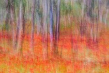 FLEECE Wallpaper-FOREST-(7240ah)-Landscape Nature Trees Plant Meadow XXL Wall Art