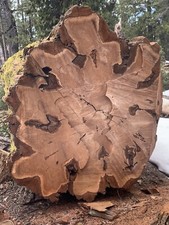 Cedar Slabs Rounds Table Top Wall Hanging Art Freshly Fallen Green Tree
