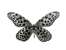 Butterfly - Idea lynceus lynceus (MorF) - Cameron Highlands, Malaysia (12-4)