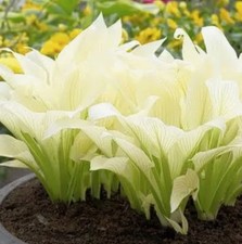Hosta ‘White Feather , Hardy Perennial grow in Shade, bare rooted plant 