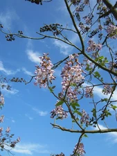 100 PRINCESS TREE SEEDS Paulownia Tomentosa  Free Shipping
