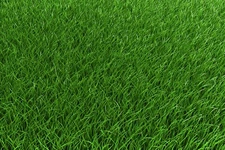 2 lb Low Grow Creeping Red Fescue Grass Seed Shade Tolerant Lawn Turf Fairway 