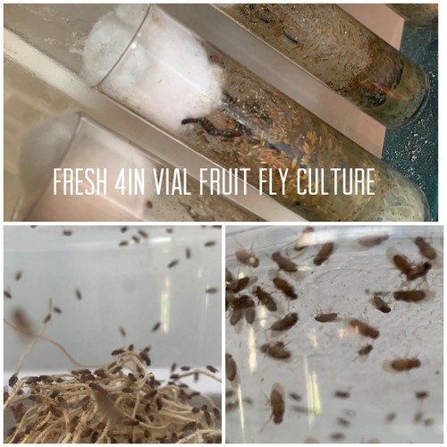 Flightless Fruit Fly Culture 4 Inch Vial Drosophila Golden Hydei “Betta