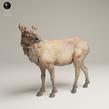 Rocky Mountain Elk Doe Resin 3D Print Model R...