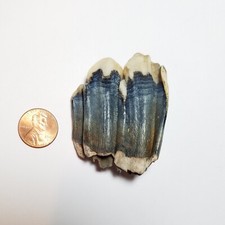 Nice Fossil Pleistocene Camel or Bison Tooth Blue Vivianite Florida