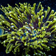 CS 4"+ TOXIC HELIOFUNGIA PLATE - WYSIWYG LIVE CORAL