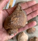 Lot of Steinkerns from Maryland and Virginia, Mostly Clams and Echporas — photo 10