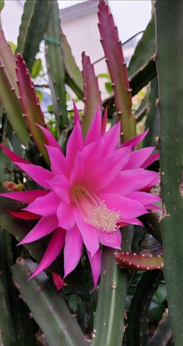 Epiphyllum-Selinicereus - Junge Pflanze