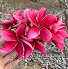 5 Bright Pink Plumeria Seeds Plants Flower Lei Hawaiian Perennial Bloom Seed 197