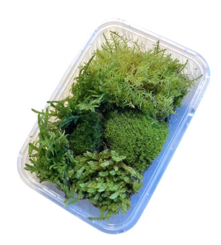 Live Moss Assortment - 10cm x 14cm - Terrariums Vivariums - Fresh, Premium Grade - Picture 1 of 13