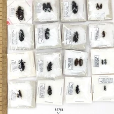 Carabidae sp., 20 ex., A1, Russia, L9781